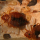 Image for article titled Why are bed bugs so damn hard to kill?